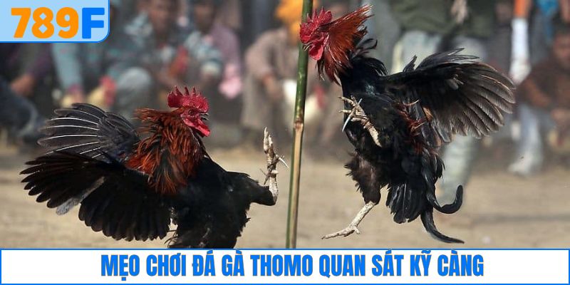 Mẹo chơi đá gà Thomo nên quan sát kỹ trận chiến