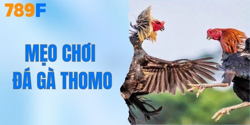 Mẹo Chơi Đá Gà Thomo - Bí Quyết Thành Công Từ 789F