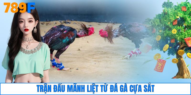 Trận đấu mãnh liệt từ đá gà cựa sắt