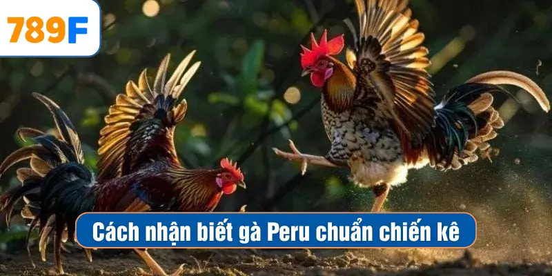 Cách nhận biết gà Peru chuẩn chiến kê