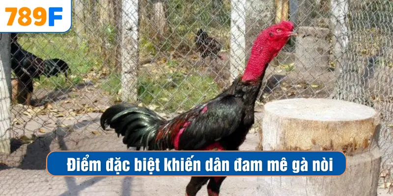 Điểm đặc biệt khiến dân đam mê gà nòi