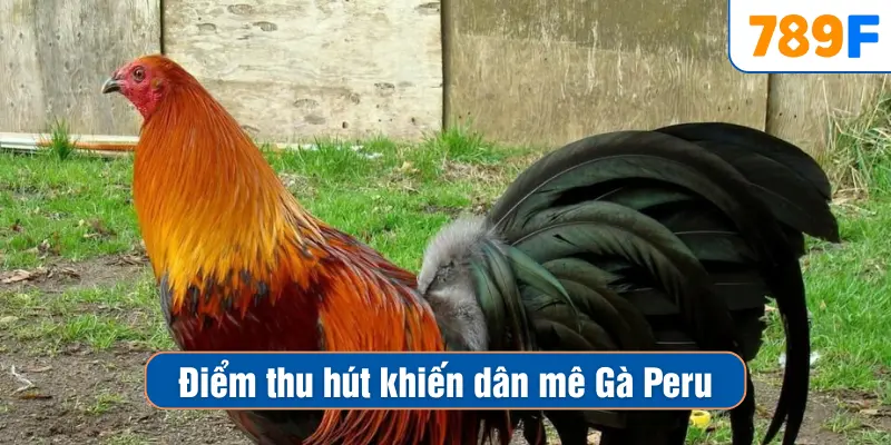 Điểm thu hút khiến dân mê Gà Peru