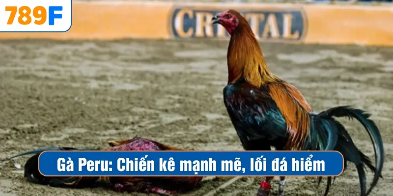 Gà Peru – Chiến Kê Mạnh Mẽ Được Giới Đá Gà Yêu Thích