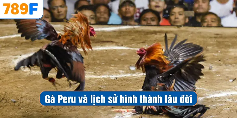 Gà Peru và lịch sử hình thành lâu đời