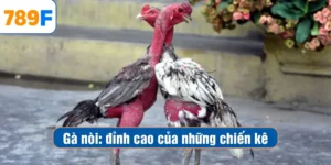 Gà Nòi – Chiến Kê Đỉnh Cao Tung Hoành Trên Sàn Đấu