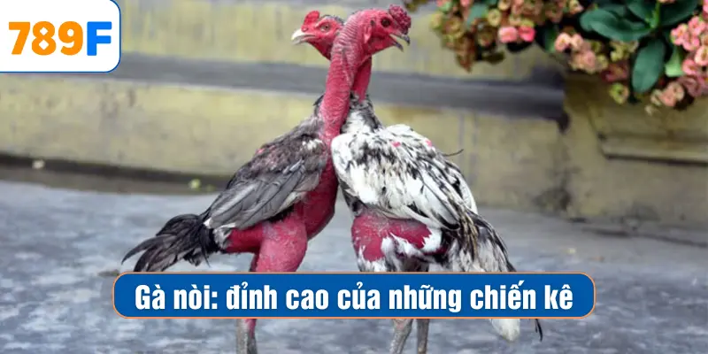 Gà Nòi – Chiến Kê Đỉnh Cao Tung Hoành Trên Sàn Đấu