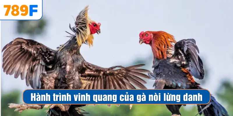 Hành trình vinh quang của gà nòi lừng danh