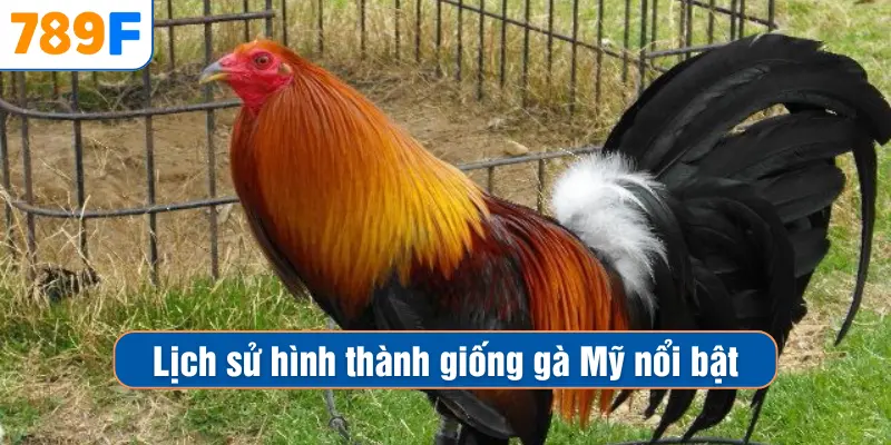Lịch sử hình thành giống gà Mỹ nổi bật