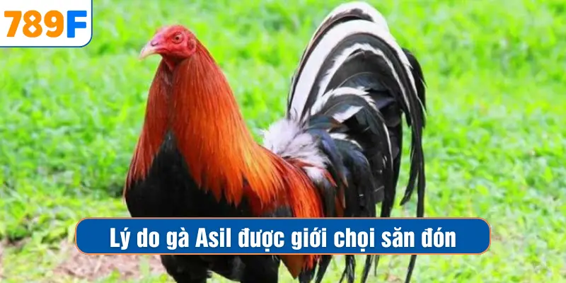 Lý do gà Asil được giới chọi săn đón