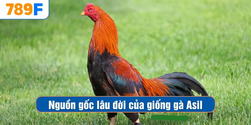Nguồn gốc lâu đời của giống gà Asil