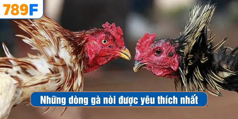 Những dòng gà nòi được yêu thích nhất