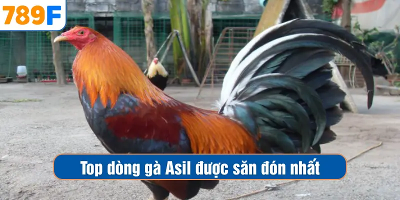 Top dòng gà Asil được săn đón nhất