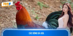 Các Dòng Gà Asil: Chinh Phục Chiến Trường Gà Chọi Mạnh Mẽ