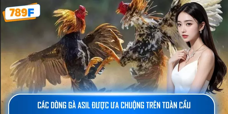 Các dòng gà Asil được ưa chuộng trên toàn cầu
