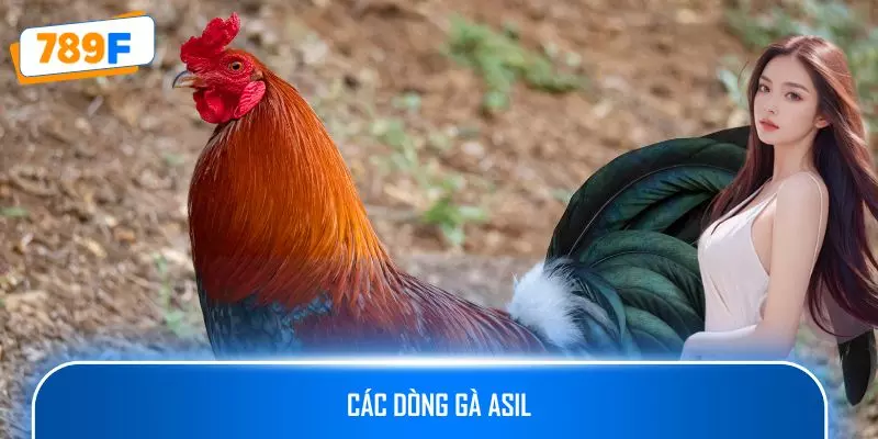 Các Dòng Gà Asil: Chinh Phục Chiến Trường Gà Chọi Mạnh Mẽ