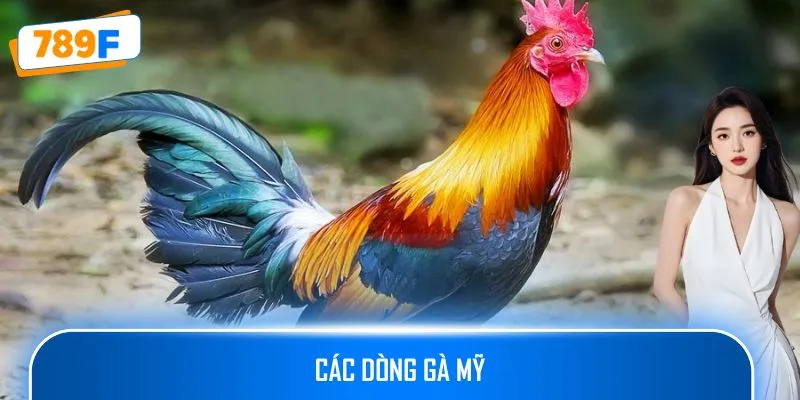 Các Dòng Gà Mỹ Săn Chắc: Sức Bền Và Phản Xạ Vượt Trội