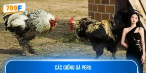 Các Giống Gà Peru Chiến Mạnh, Phù Hợp Thi Đấu Lâu Dài