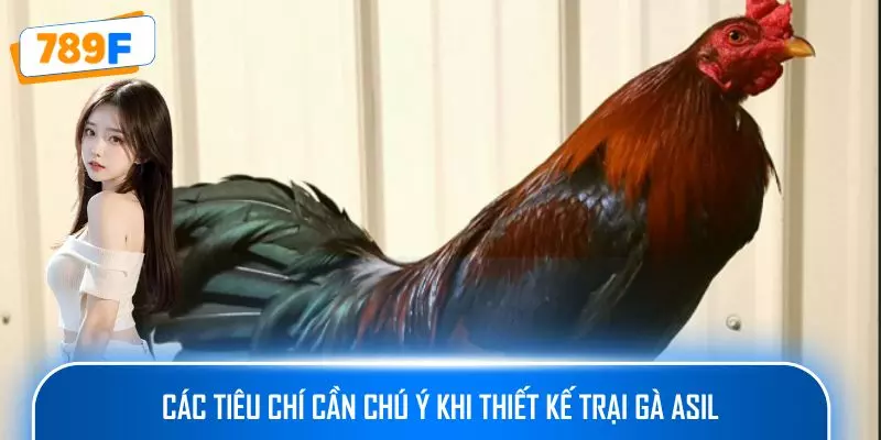 Các tiêu chí cần chú ý khi thiết kế trại gà Asil