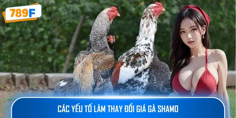 Các yếu tố làm thay đổi giá gà Shamo
