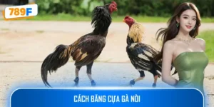 Cách Băng Cựa Gà Nòi Đúng Kỹ Thuật – Tăng Sức Mạnh Chiến Kê