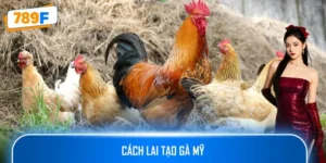 Cách Lai Tạo Gà Mỹ Chuẩn Khoa Học Để Tạo Giống Khỏe Mạnh
