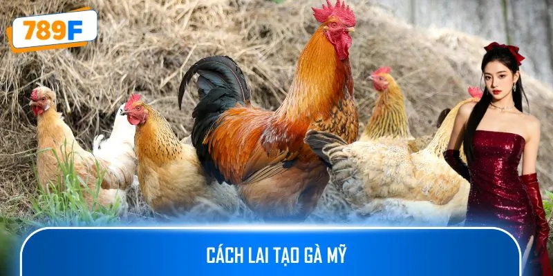 Cách Lai Tạo Gà Mỹ Khoa Học Để Tạo Giống Khỏe Mạnh 789F