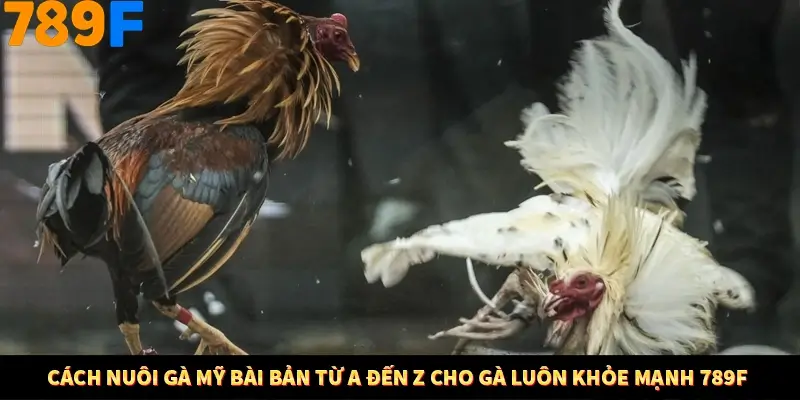 Cách Nuôi Gà Mỹ Từ A Đến Z Cho Gà Khỏe Mạnh 789F