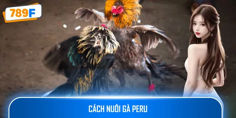 Cách Nuôi Gà Peru – Hướng Dẫn Tạo Ra Những Chiến Kê Xuất Sắc