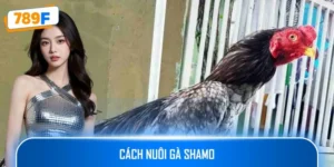 Cách Nuôi Gà Shamo - Bí Quyết Chăm Sóc Giúp Phát Triển Mạnh Mẽ
