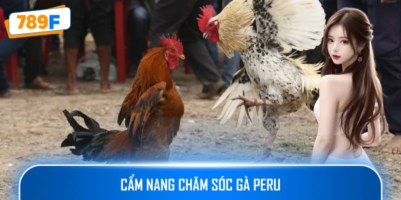Cẩm nang chăm sóc gà Peru