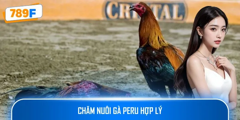 Chăm nuôi gà Peru hợp lý