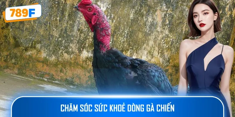 Chăm sóc sức khoẻ dòng gà chiến