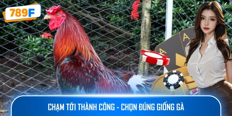 Chạm tới thành công - Chọn đúng giống gà