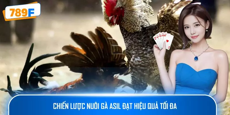 Chiến lược nuôi gà Asil đạt hiệu quả tối đa