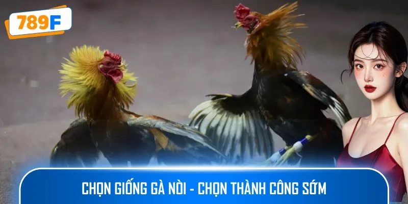 Chọn giống gà nòi - chọn thành công sớm