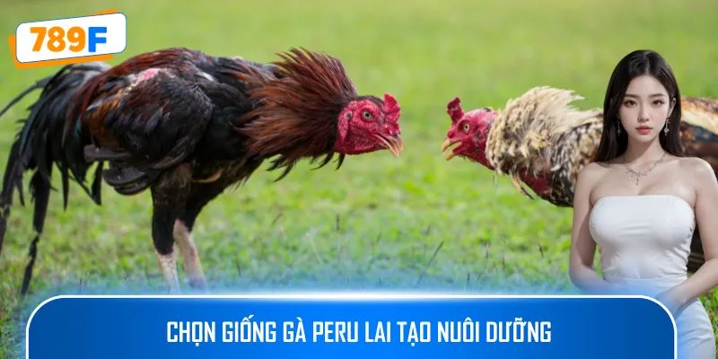 Chọn giống gà Peru lai tạo nuôi dưỡng