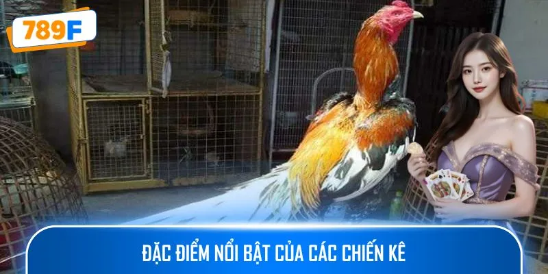 Đặc điểm nổi bật của các chiến kê