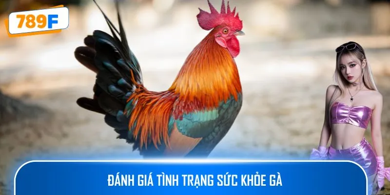 Đánh giá tình trạng sức khỏe gà