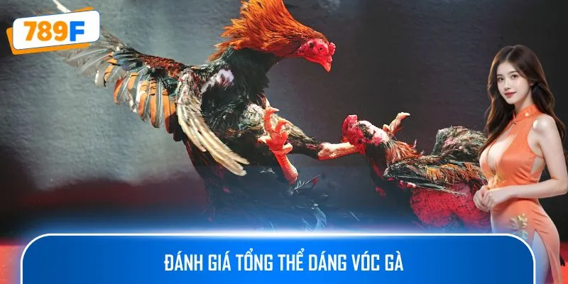 Đánh giá tổng thể dáng vóc gà