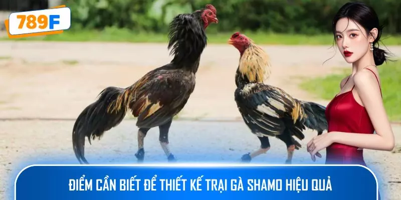 Điểm cần biết để thiết kế trại gà Shamo hiệu quả