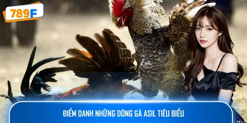 Điểm danh những dòng gà Asil tiêu biểu
