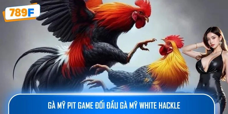 Gà Mỹ Pit Game đối đầu Gà Mỹ White Hackle