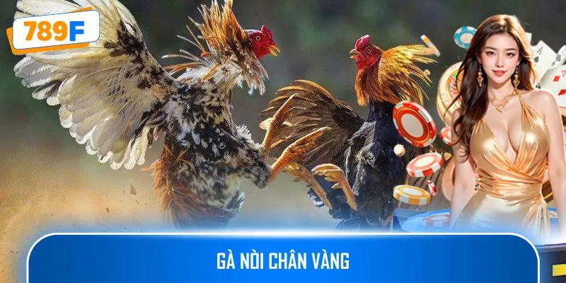 Gà Nòi Chân Vàng – Cách Nuôi Dưỡng Và Tăng Cường Sức Mạnh