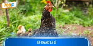 Gà Shamo Là Gì? Mách Bạn Điểm Thú Vị Về Giống Gà Nổi Tiếng