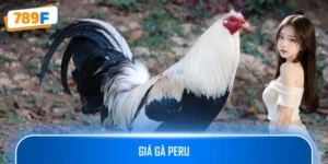 Giá Gà Peru – Tìm Hiểu Mức Giá Dòng Thuần Chủng Và Lai Tạo