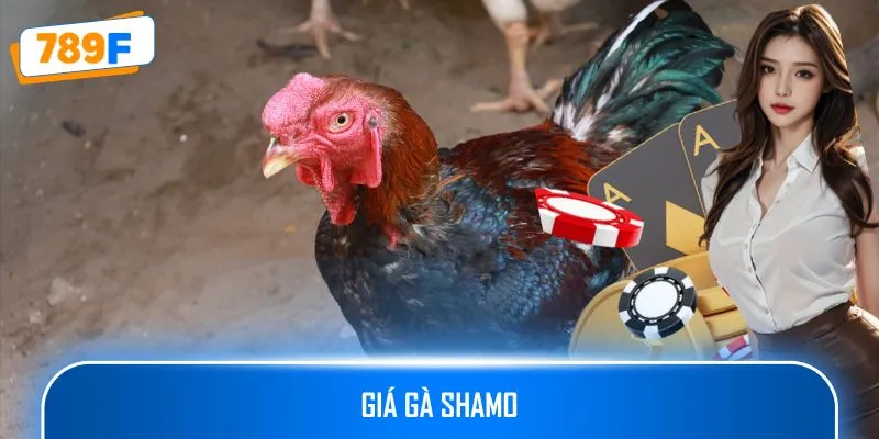 Giá Gà Shamo - Những Yếu Tố Quyết Định Chiến Kê Chất Lượng