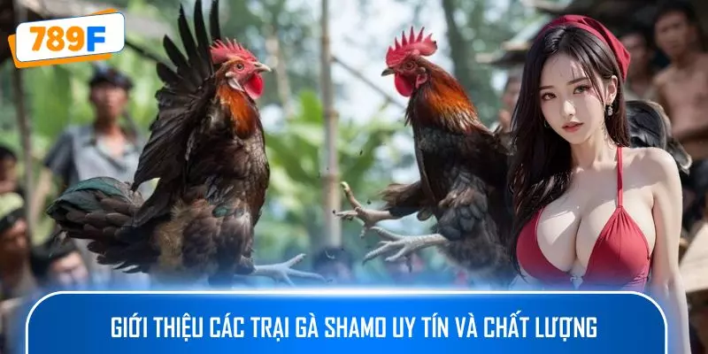 Giới thiệu các trại gà Shamo uy tín và chất lượng