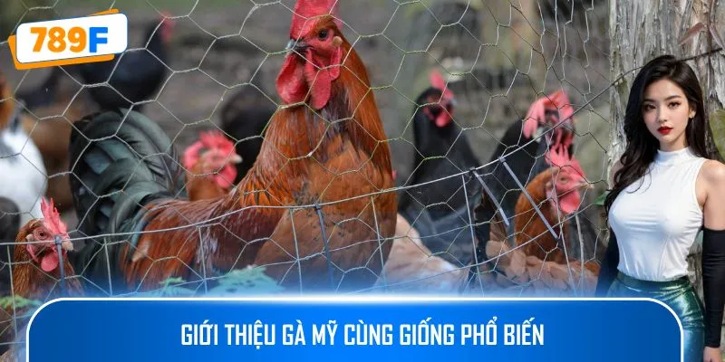 Giới thiệu gà Mỹ cùng giống phổ biến