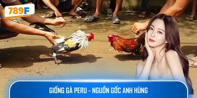 Giống gà Peru - Nguồn gốc anh hùng