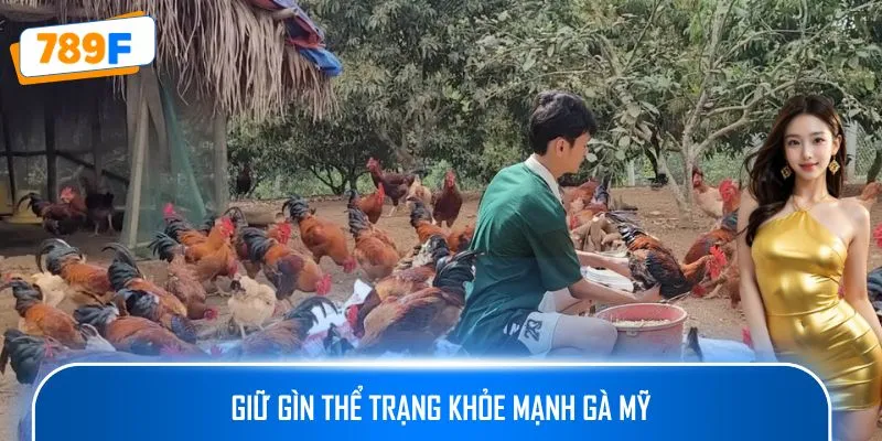 Giữ gìn thể trạng khỏe mạnh gà Mỹ
